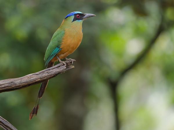 Amazonemotmot (Momotus momota)
